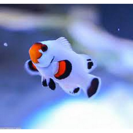 Amphiprion percula platinum Lmdlm
