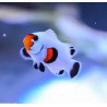 Amphiprion percula platinum Lmdlm