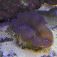 Tridacna Crocea (Grade A) 5 cm LMDLM