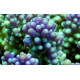 Acropora Lmdlm
