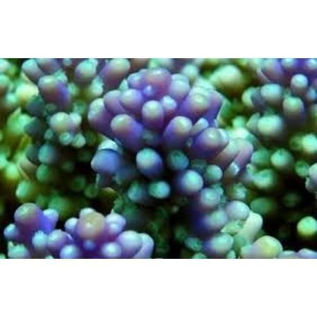 Acropora Lmdlm