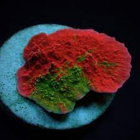 Montipora foliosa grafted Lmdlm