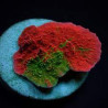 Montipora foliosa grafted Lmdlm