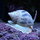 Nassarius Lmdlm