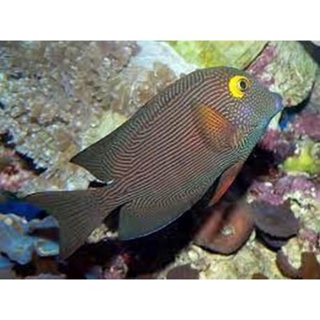 Ctenochaetus marginatus Lmdlm