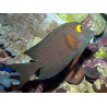 Ctenochaetus marginatus Lmdlm