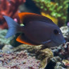 Ctenochaetus tominiensis Lmdlm