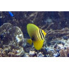 Zebrasoma veliferum Lmdlm