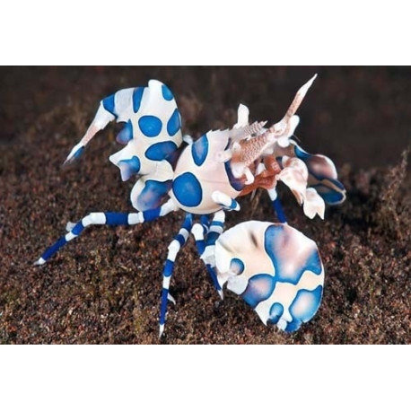 Hymenocera elegans (Crevette harlequin) Lmdlm