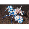 Hymenocera elegans (Crevette harlequin) Lmdlm