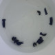 Chelidonura varians