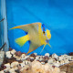 Holacanthus ciliaris