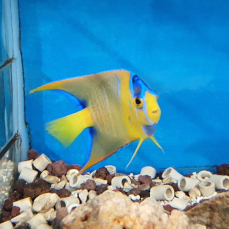 Holacanthus ciliaris