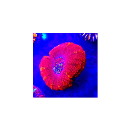 Scolymia Australis