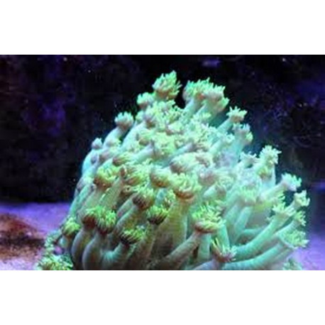 Goniopora LMDLM