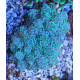 Euphyllia Yaeyamaensis Yellow LMDLM