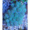 Euphyllia Yaeyamaensis Yellow LMDLM