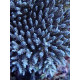 Acropora Tenuis