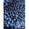 Acropora Tenuis