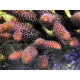 Acropora Millepora