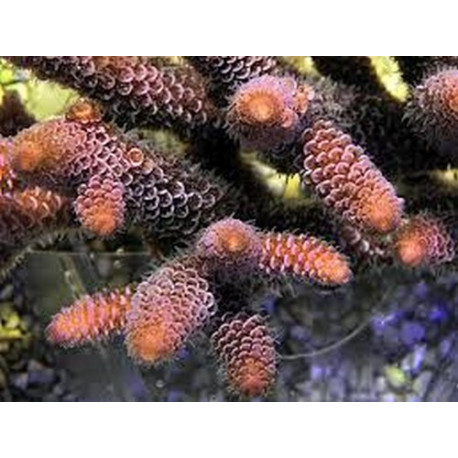 Acropora Millepora