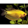 Gourami gold Lmdlm