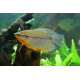 Gourami Leeri Lmdlm