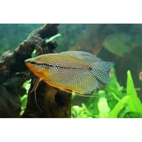 Gourami Leeri Lmdlm