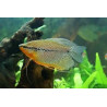 Gourami Leeri Lmdlm