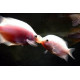 Gourami pink kissing Lmdlm