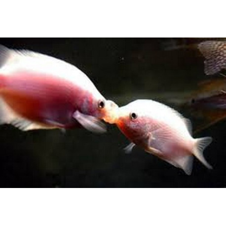 Gourami pink kissing Lmdlm