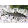 Balantiocheilos Melanopterus Lmdlm