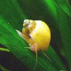 Ampullariidae sp. (snail) Lmdlm