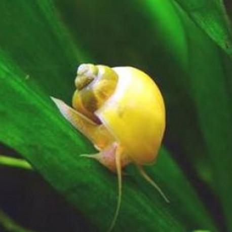 Ampullariidae sp. (snail) Lmdlm