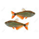 Hyphessobrycon Lmdlm