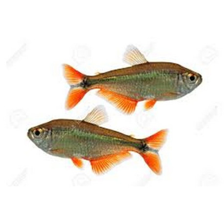 Hyphessobrycon Lmdlm