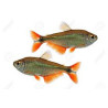 Hyphessobrycon Lmdlm