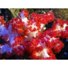 Dendronephthya Lmdlm