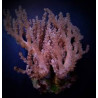 Paralemnalia Lmdlm