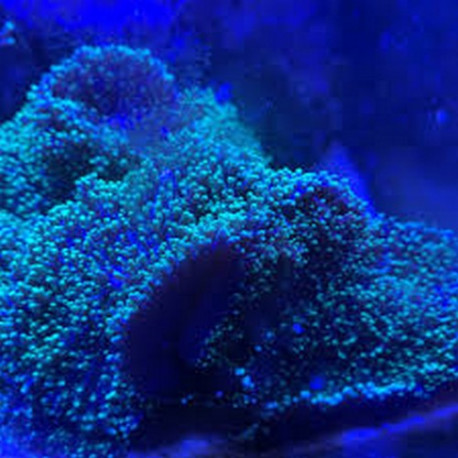 Rhodactis blue Lmdlm