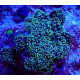 Rhodactis green Lmdlm