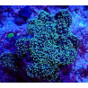 Rhodactis green Lmdlm