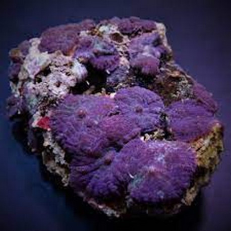 Rhodactis inchoata Lmdlm