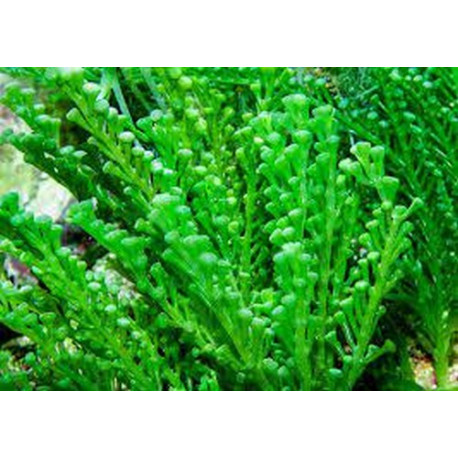 Caulerpa racemosa Lmdlm