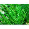 Caulerpa racemosa Lmdlm