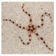 Fromia Monilis (étoile de mer) Lmdlm