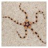 Fromia Monilis (étoile de mer) Lmdlm