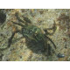 Crabe Mitrax Lmdlm