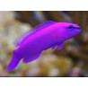 Pseudochromis fridmani Lmdlm
