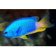 Pomacentrus coelestis Lmdlm